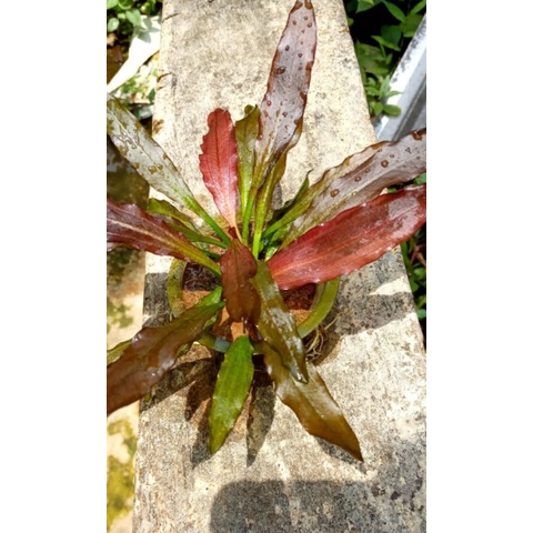 Echinodorus red special full air