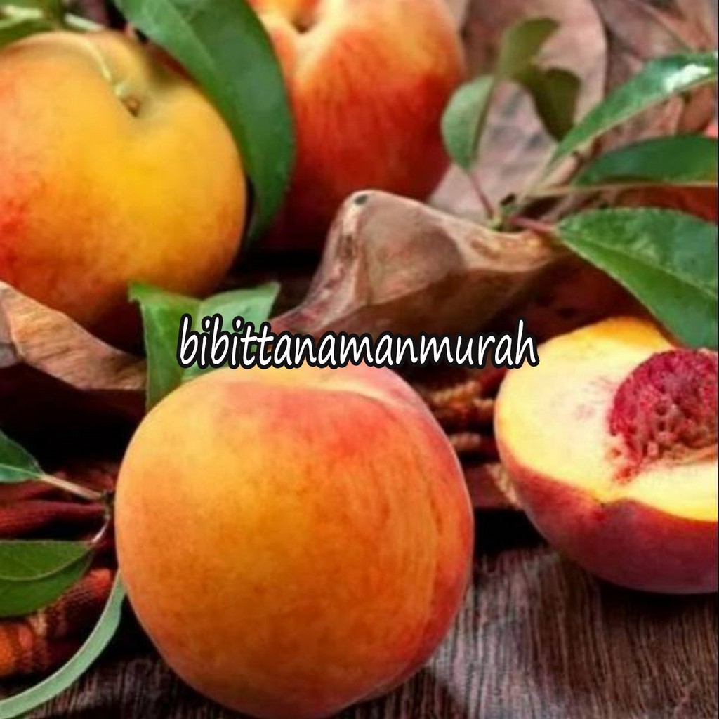 Bibit buah persik super