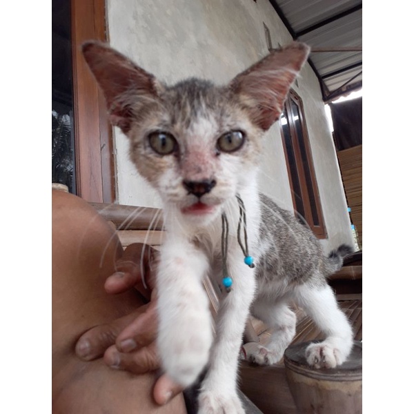 

gambar cat