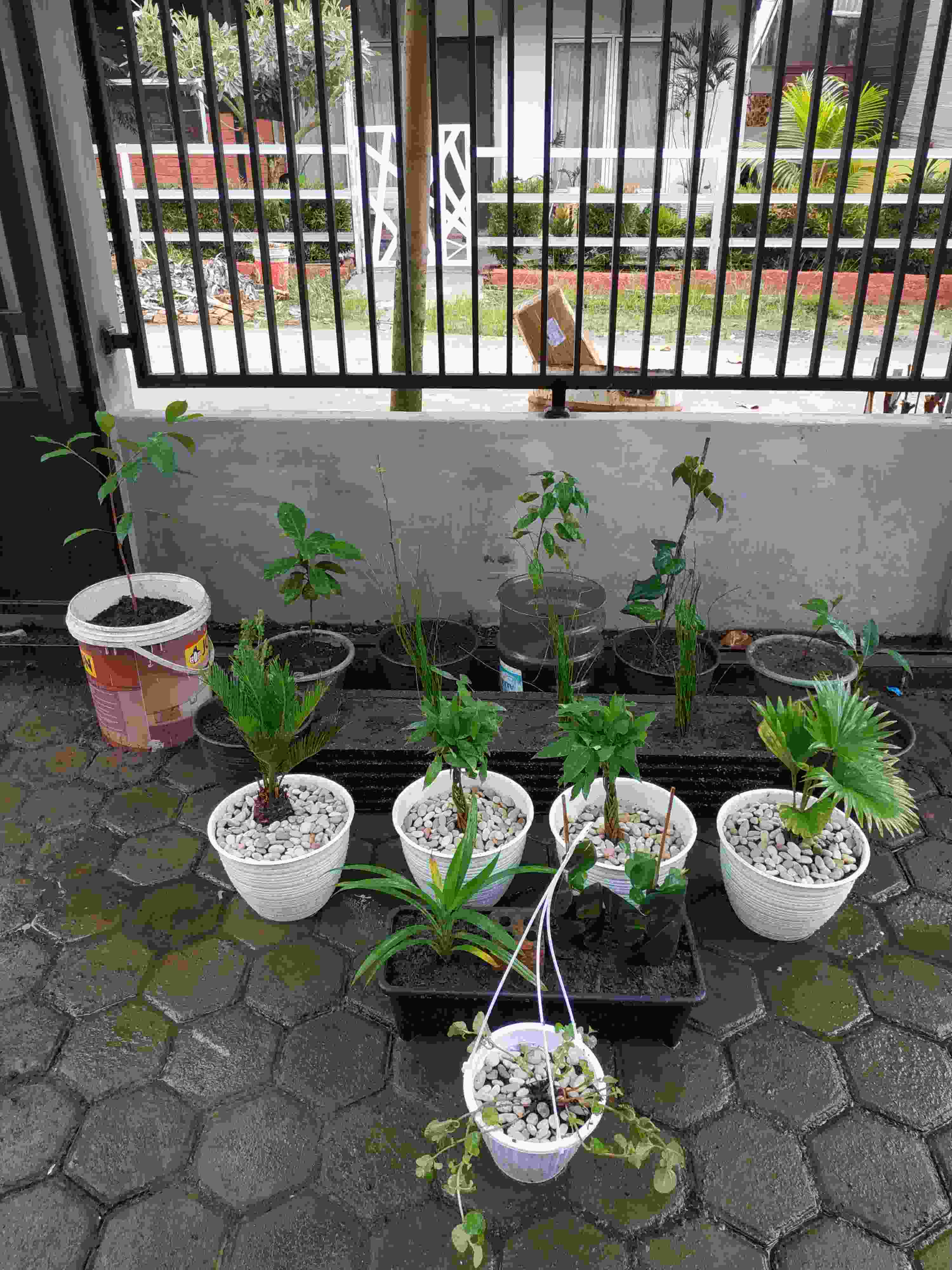 Palem Sikas / Serit  Tanaman Pot Dekorasi Taman