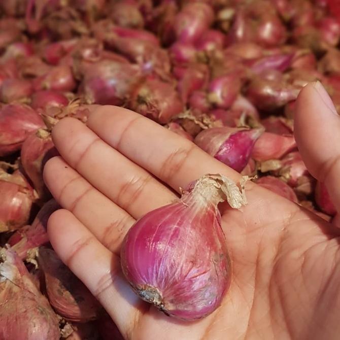 

bawang merah ukuran besar 1 kg
