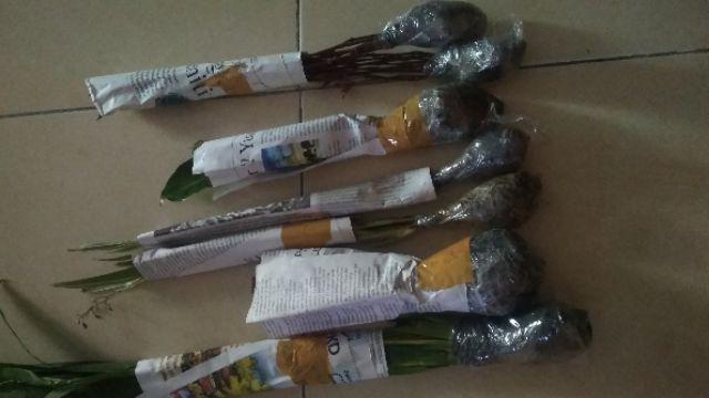 Tanaman Airis Tanaman Hias Iris