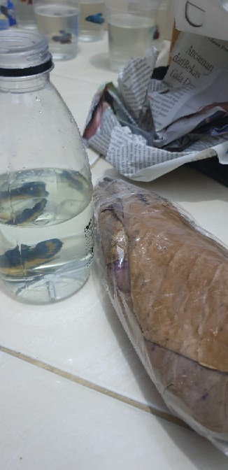 Daun Ketapang Kering