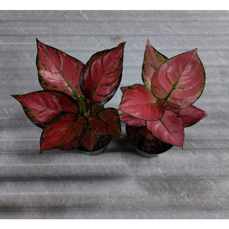 paket dud anja dewasa&pink catrina dewasa / Aglonema murah / Aglonema cantik