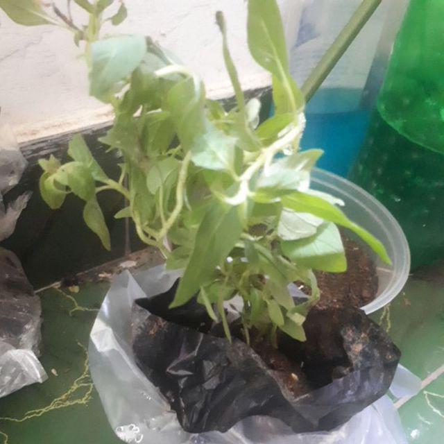 Bibit Tanaman Daun Oregano Herbal Rempah Bumbu Masakan Eropa