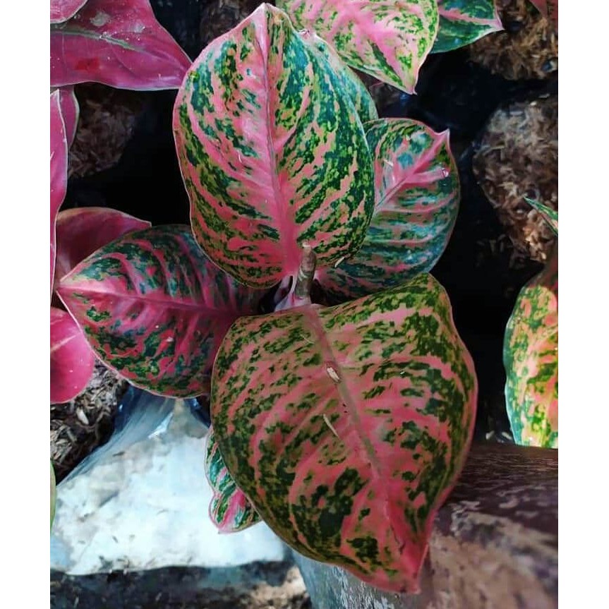 Bibit Bonggolan Aglonema Wulandari Culture Petani Aglonema Petani Aglonema3