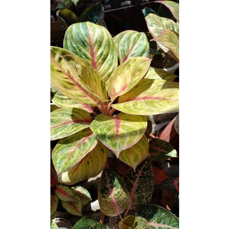 aglonema mekarsari indukan