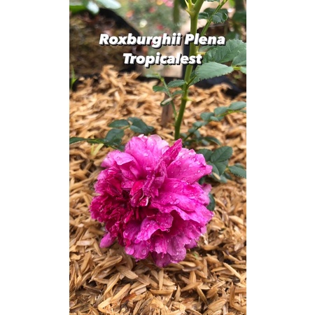 Mawar Import Roxburghii Plena (David Austin)