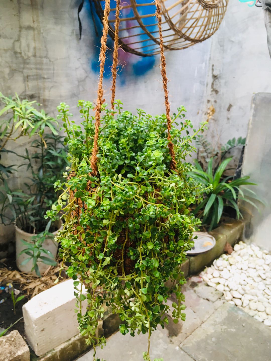 Pot Gantung Sabut Kelapa Anyaman Pot Anggrek Pot Tanaman