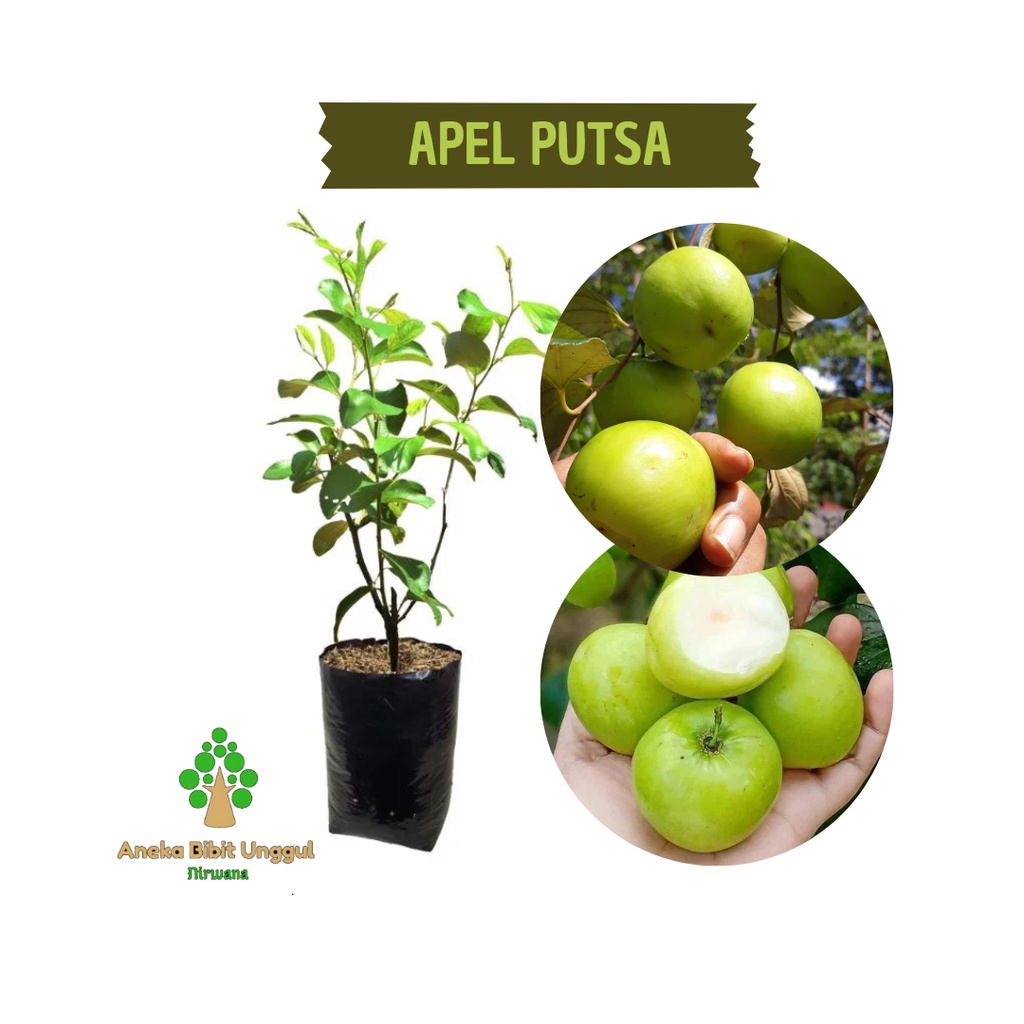 BIBIT BUAH APEL PUTSA - BIBIT APEL PUTSA - BIBIT APEL FUTSA - BIBIT APEL INDIA - APEL FUTSA