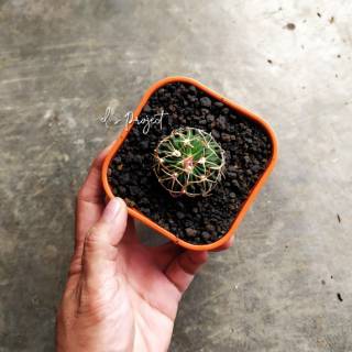 tanaman hias  kaktus  stenocactus braincactus kaktus  import 