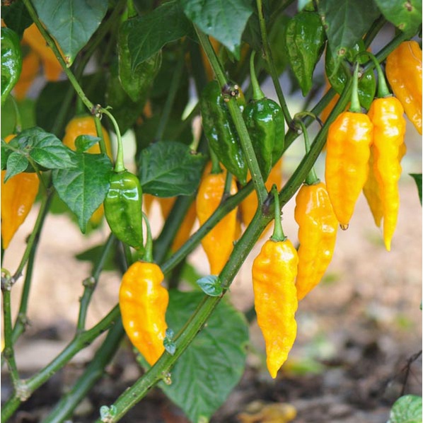 Benih Bibit Biji - Cabai Fatalii Yellow Cabe Super Pedas Pepper Seeds