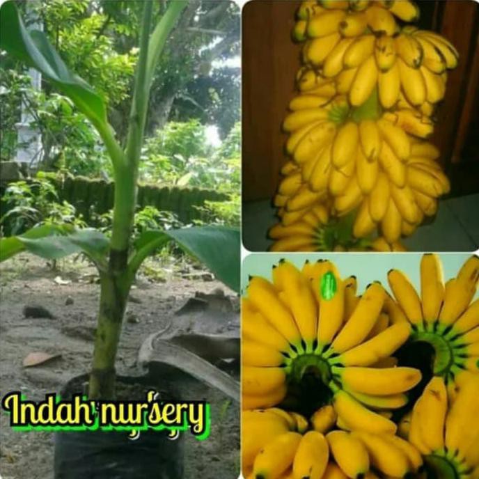 Back Bibit Buah Pisang Emas Asli-Bibit Buah Pisang Mas Kirana
