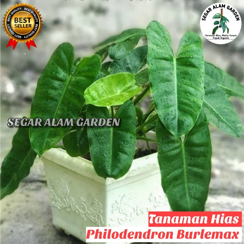 Tanaman Hias Philodendron Burlemarx - Tanaman Hias philo burlemarx