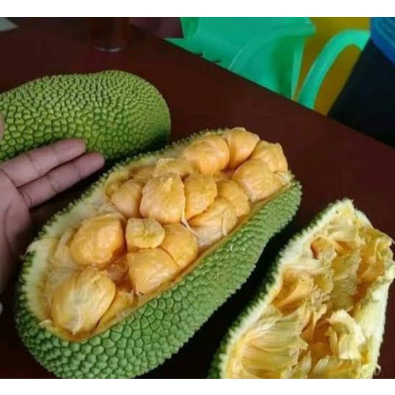 

Buah Cempedak Super Rp. 35. 000