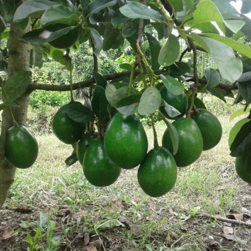 Pupuk Organik Booster Buah Alpukat Penyubur Agar Cepat Berbuah