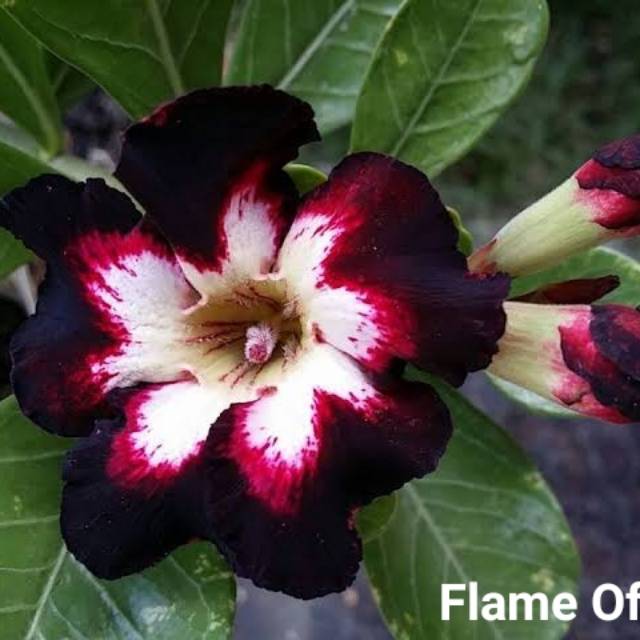 Bibit Bunga Kamboja Adenium Flame of Faith - Tanaman Hias