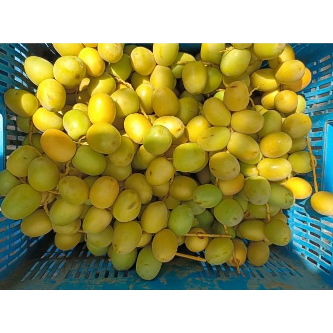 

TERLARIS Kurma Muda Ruthob Segar 250 Gram/KURMA 1KG/KURMA BARARI/KURMA RUTHOB/KURMA BAM/KURMA PALM FRUIT/KURMA TANGKAI/KURMA AZWA/KURMA SUKKARI/KURMA SAFAWI/KURMA TUNISIA/KURMA MUDA KUNING/KURMA MUDA HIJAU/KURMA MEDJOL/KURMA MADINAH SUPER