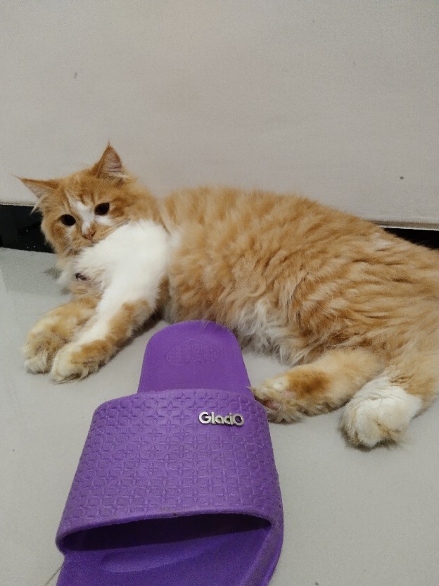 Rc Handuk Mandi  Hotel Mutia Jumbo 70x135 Warna Lengkap