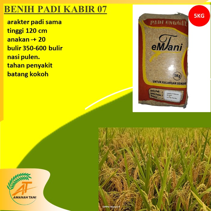BENIH PADI KABIR 07 GENJAH UMUR PENDEK PADI LOKAL ACEH POTENSI HASIL MELIMPAH