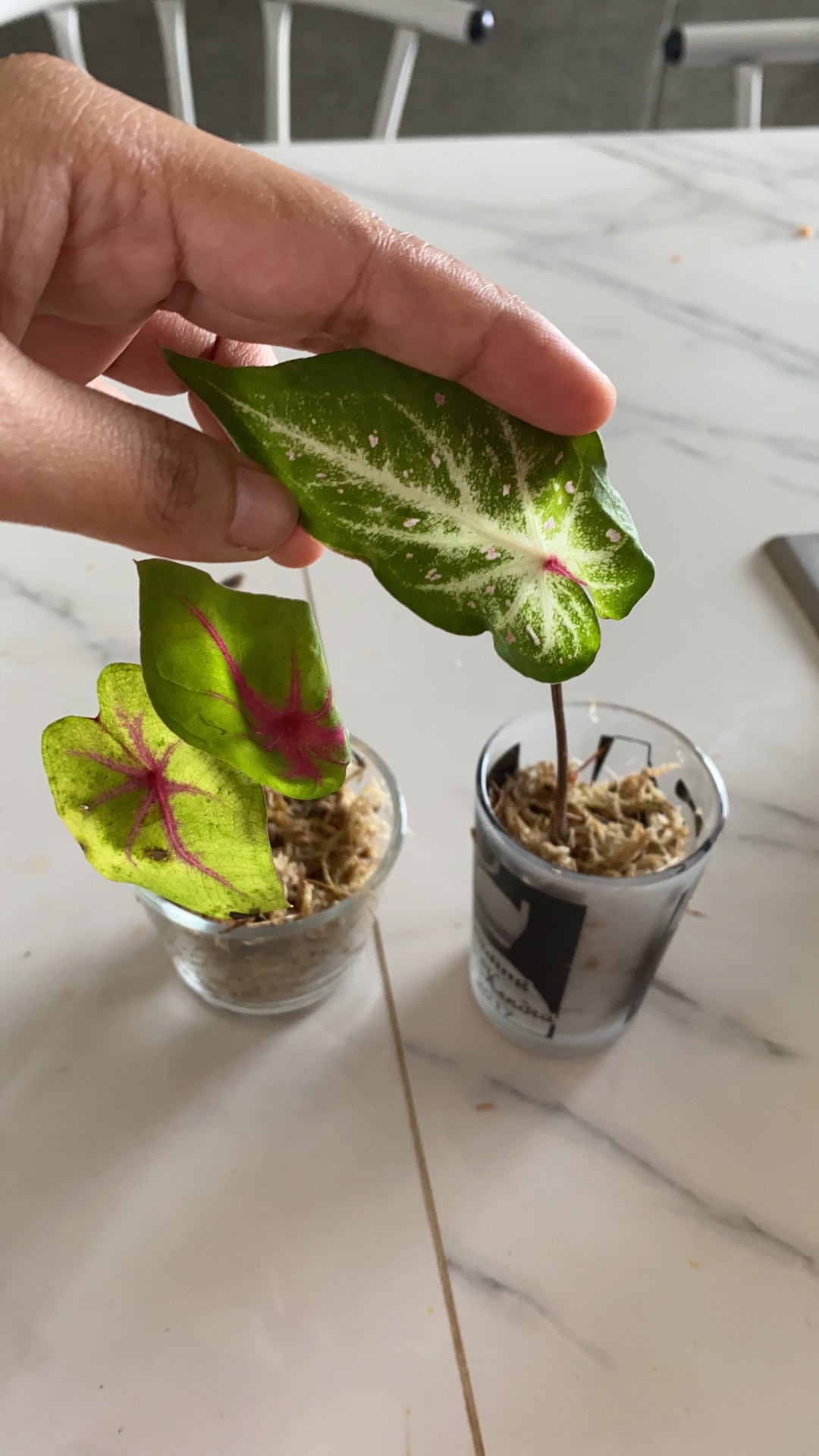 Caladium Gingerland / Dikirim Anakan Keladi Gingerland