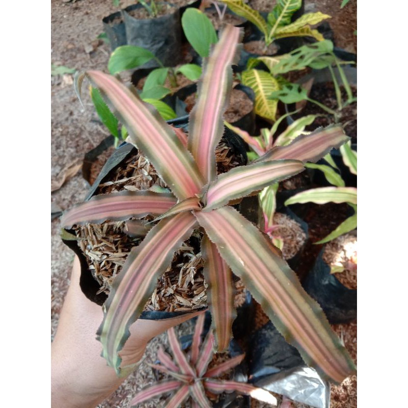 Cryptanthus bivittatus bromelia