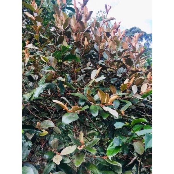 benalu kopi segar 1 kg