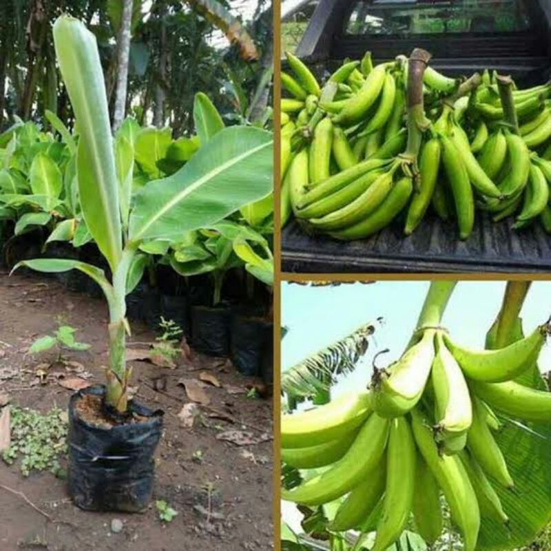 bibit pisang tanduk varietas unggul-bibit pohon pisang tanduk- bonggol jumbo dijamin tumbuh bibit bu