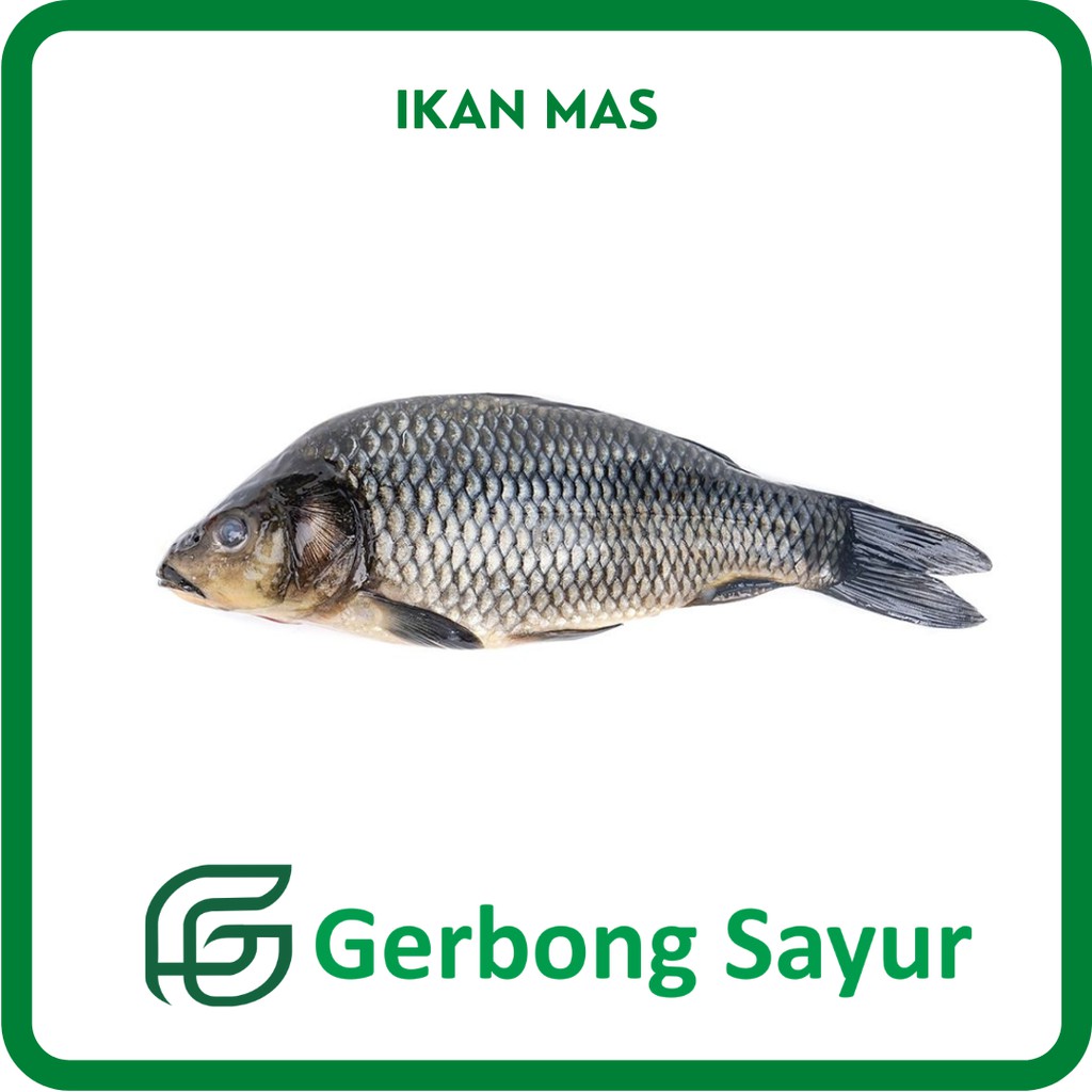 

Ikan Mas - Ikan Emas Segar - 500g