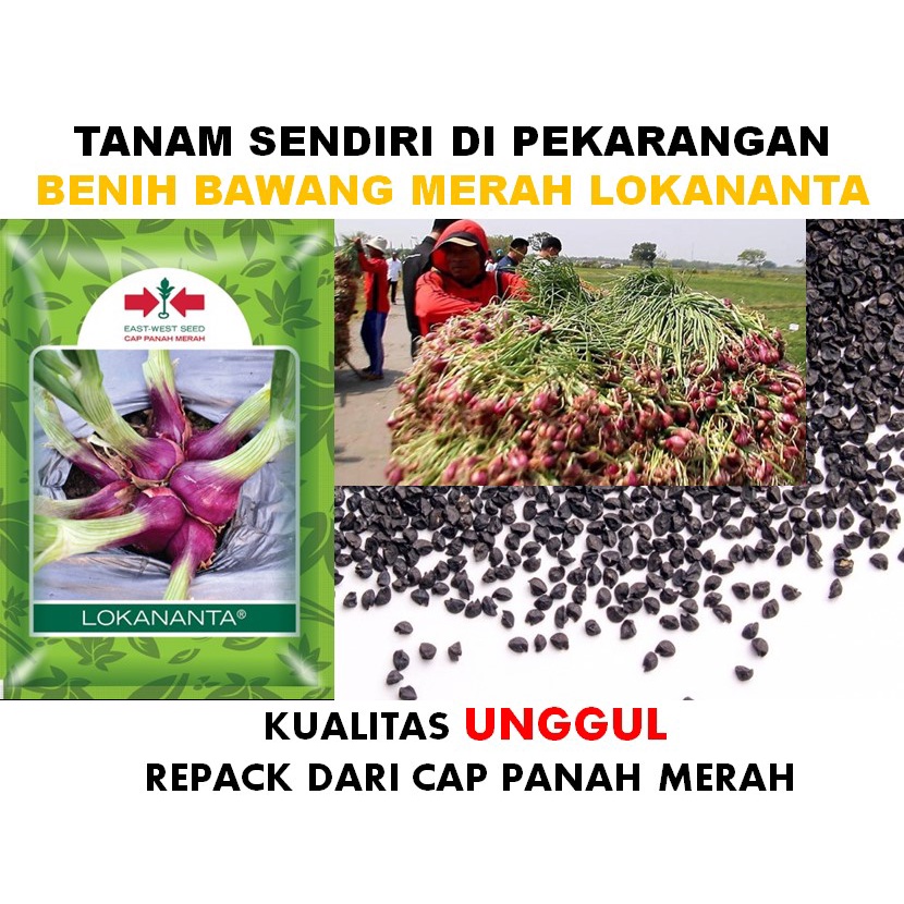 Jual Benih Bawang Merah Lokananta Termurah Repack Cap Panah Merah ...