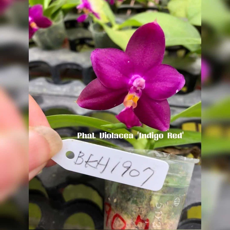 Phalaenopsis Violacea Indigo Red