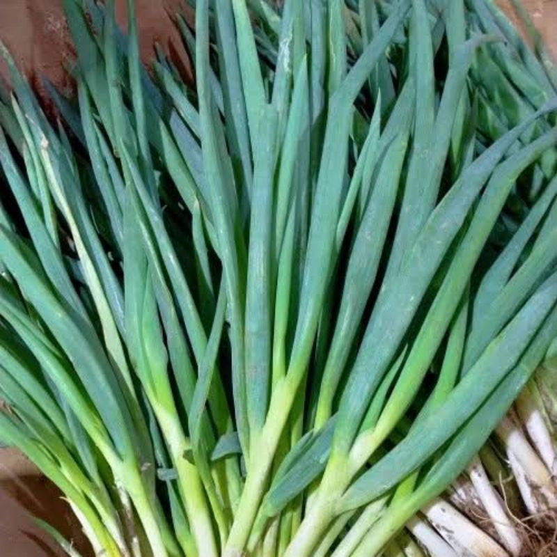 

Daun Bawang Besar 100gr