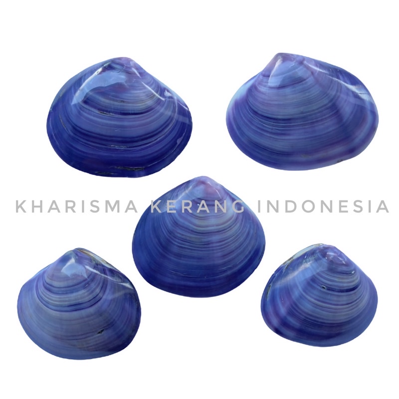 PURPLE CLAM SHELL LARGE KERANG UNGU POLISHED PURPLE CLAM SHELL NATURAL CLAM SHELL KERANG LAVENDER KE