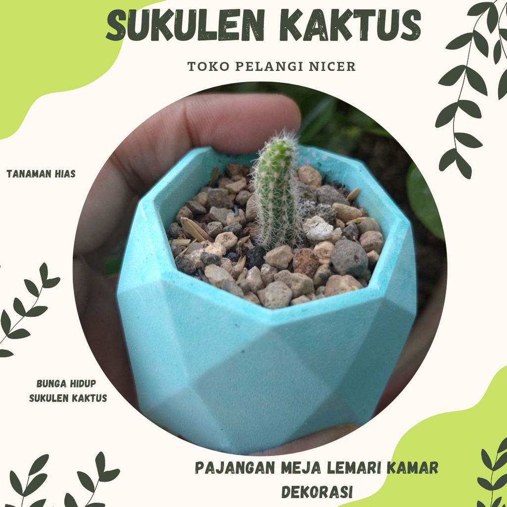 Kaktus Mini Sukulen Kaktus Murah Tanaman Hias Bunga Hidup Artificial Pot Poligon