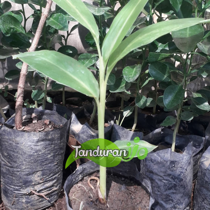 bibit tanaman lengkuas merah