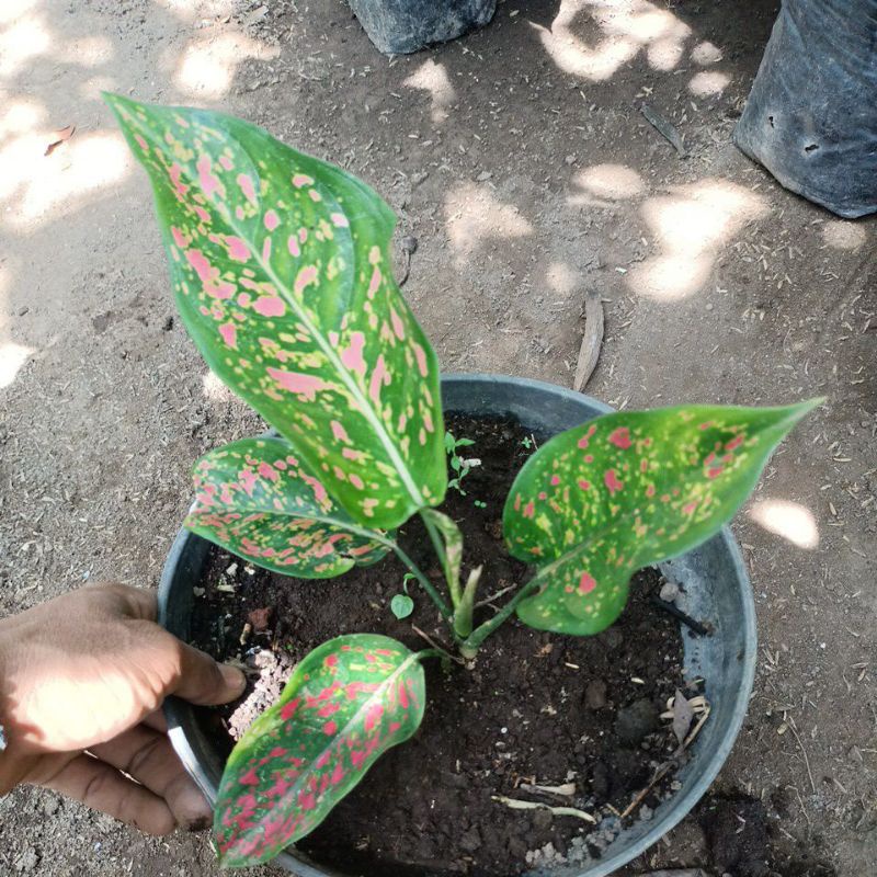 aglonema red pinus