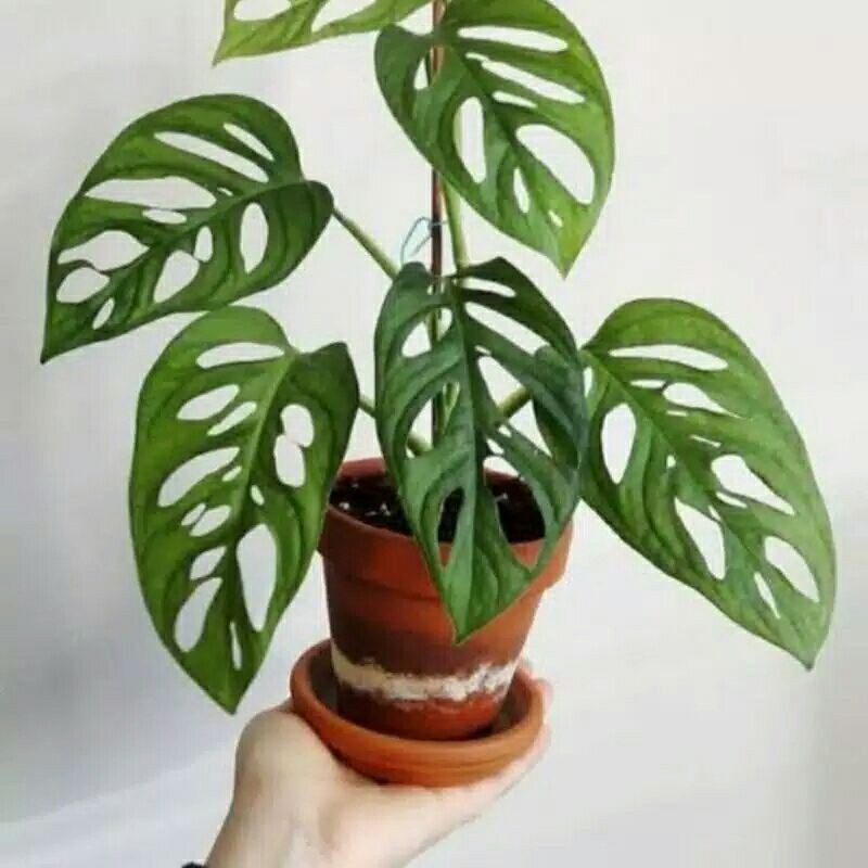 ( Flash Sale) Monstera Janda Bolong 4 - 5 daun