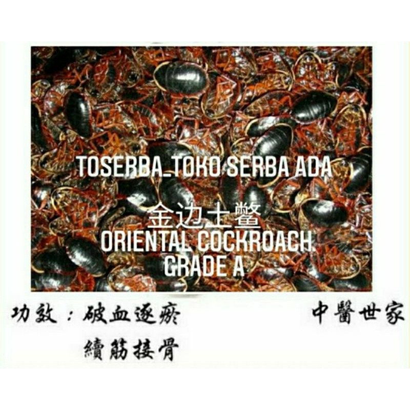 

25gr Herbal Jin Bian Tu Bie 金土鳖 Oriental Cockroach Grade A