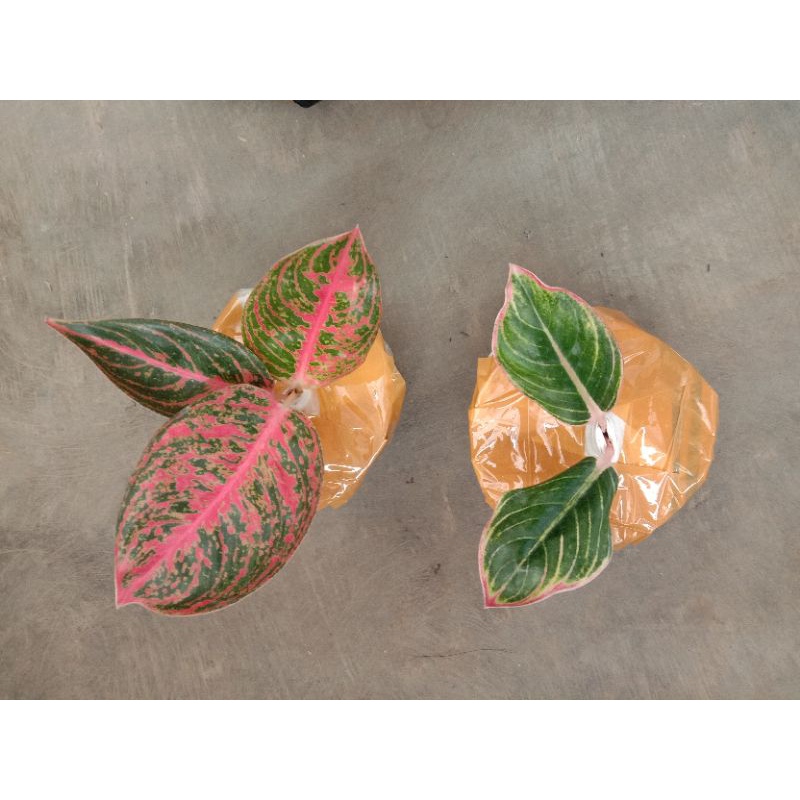 aglonema minions dan reanita