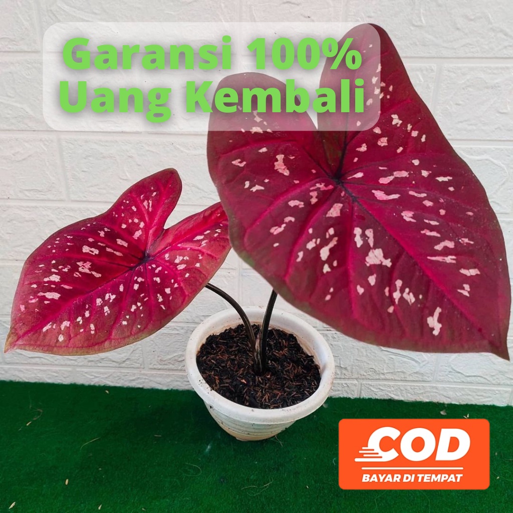 BISA COD Keladi Caladium Merah Deep of Heart / DOH  - Tanaman Hias Daun Pohon Bunga Hidup Murah Mera
