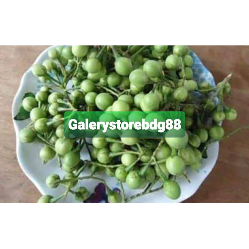 

Buah cepokak segar 500 gram petik langsung