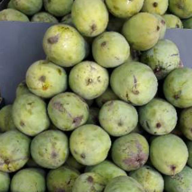 

Mangga Harum Manis Khas Indramayu Kwalitas Super