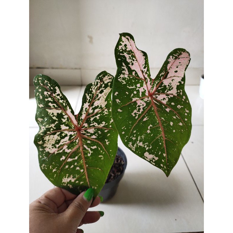 caladium pink beauty