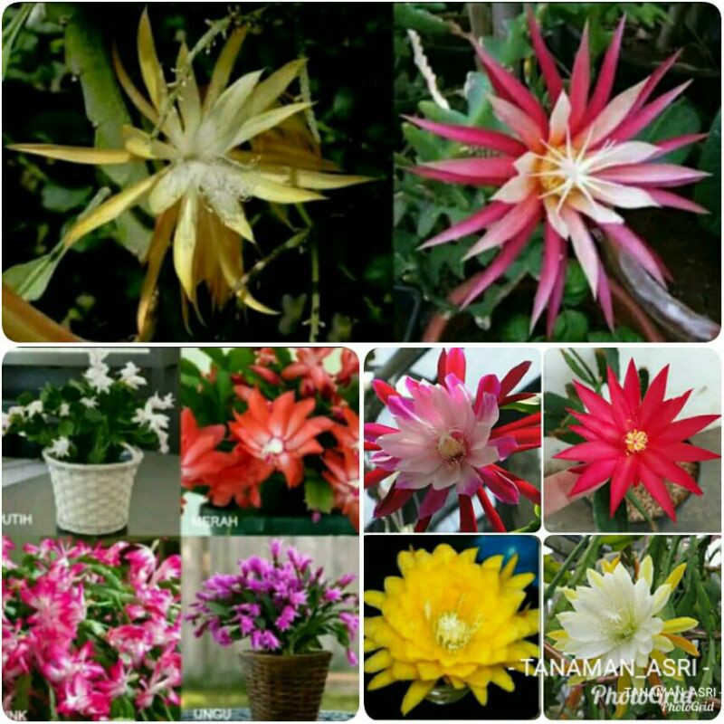Paket 10 Tanaman Hias Wijaya Kusuma - Tanaman Hias Hidup - Bunga hidup - Bunga hias