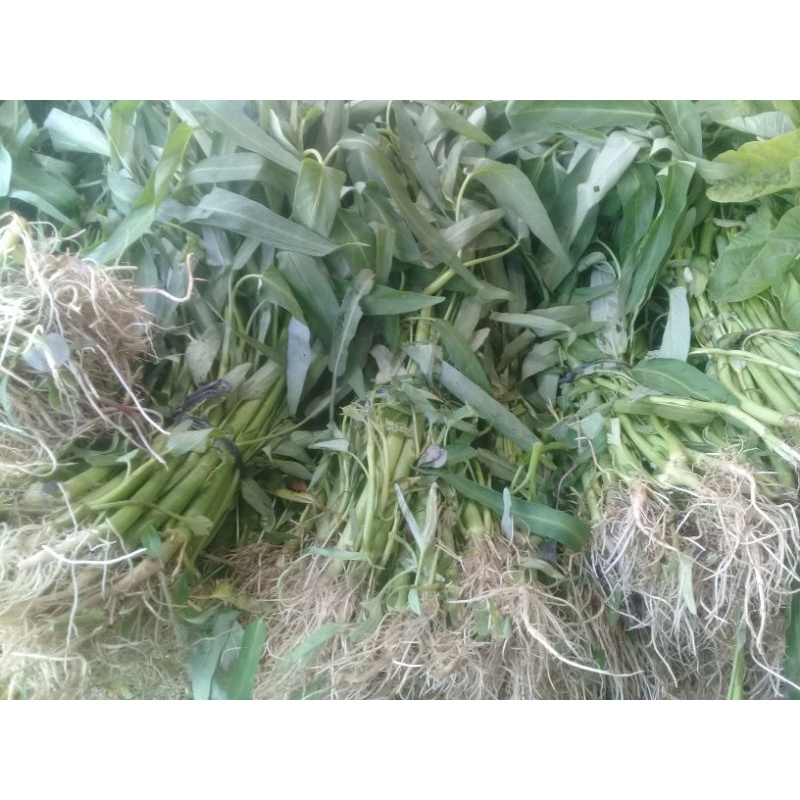 

SAYUR KANGKUNG MAKAN 1 IKAT