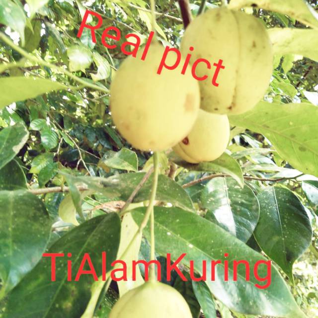 

terbaru Buah pala segar fresh langsung petik 500gr segar