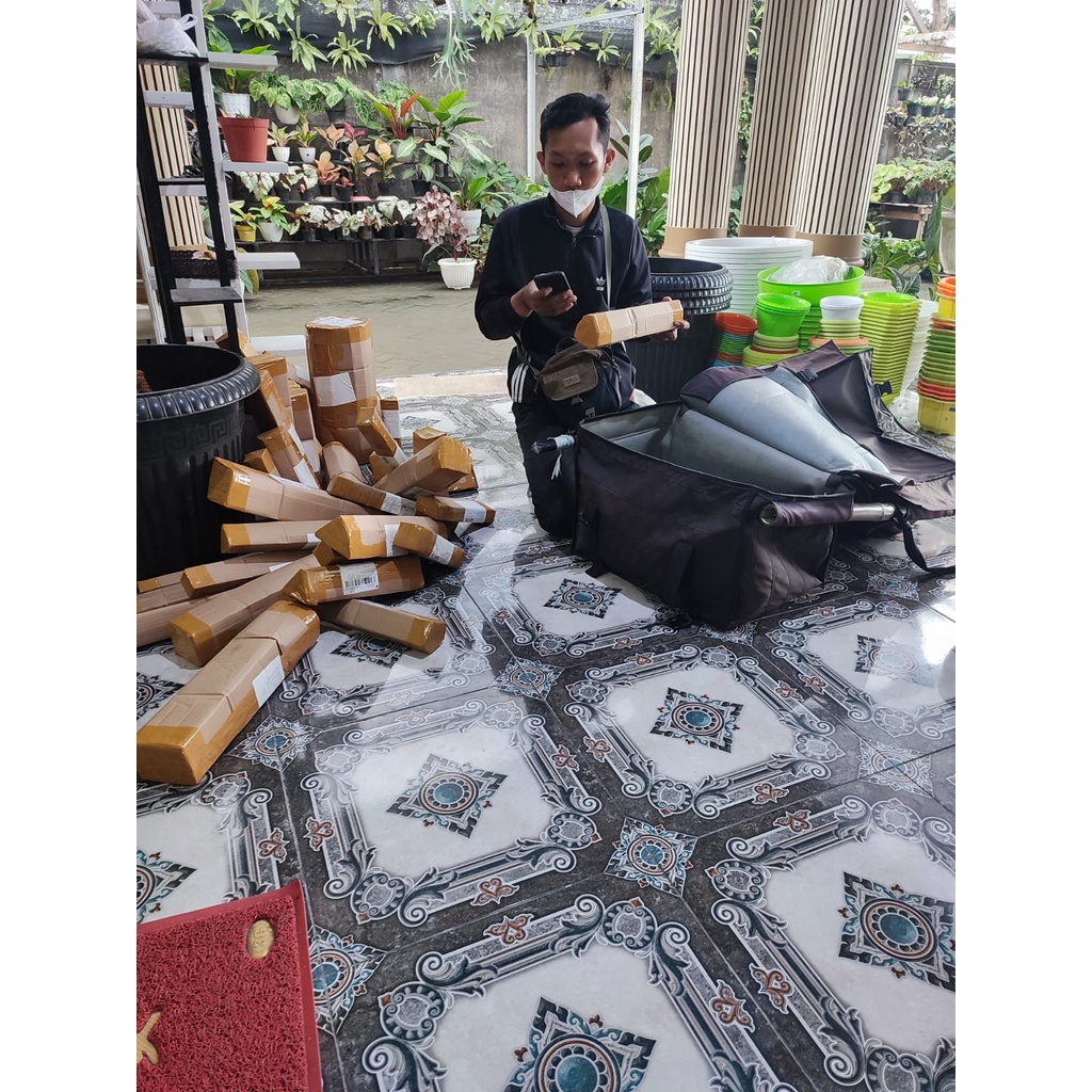 PHILODENDRON BIRKIN TANAMAN PILOW BIRKIN MURAH TANAMAN BERKUALITAS BUNGA HIAS