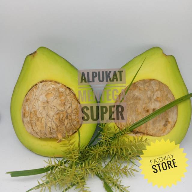 

Alpukat mentega
