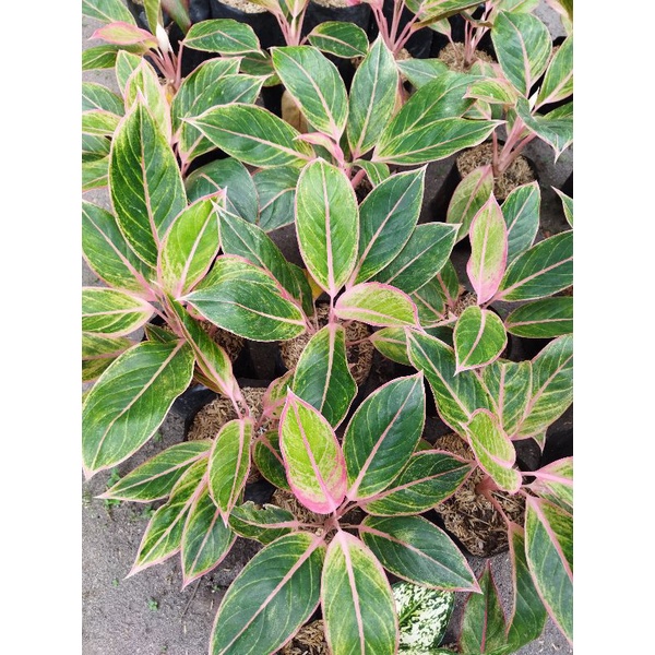 aglonema lipstik pink /manilompek