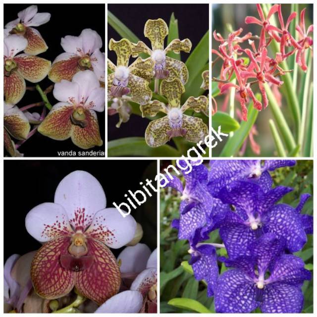 Bibit botol anggrek vanda spesies